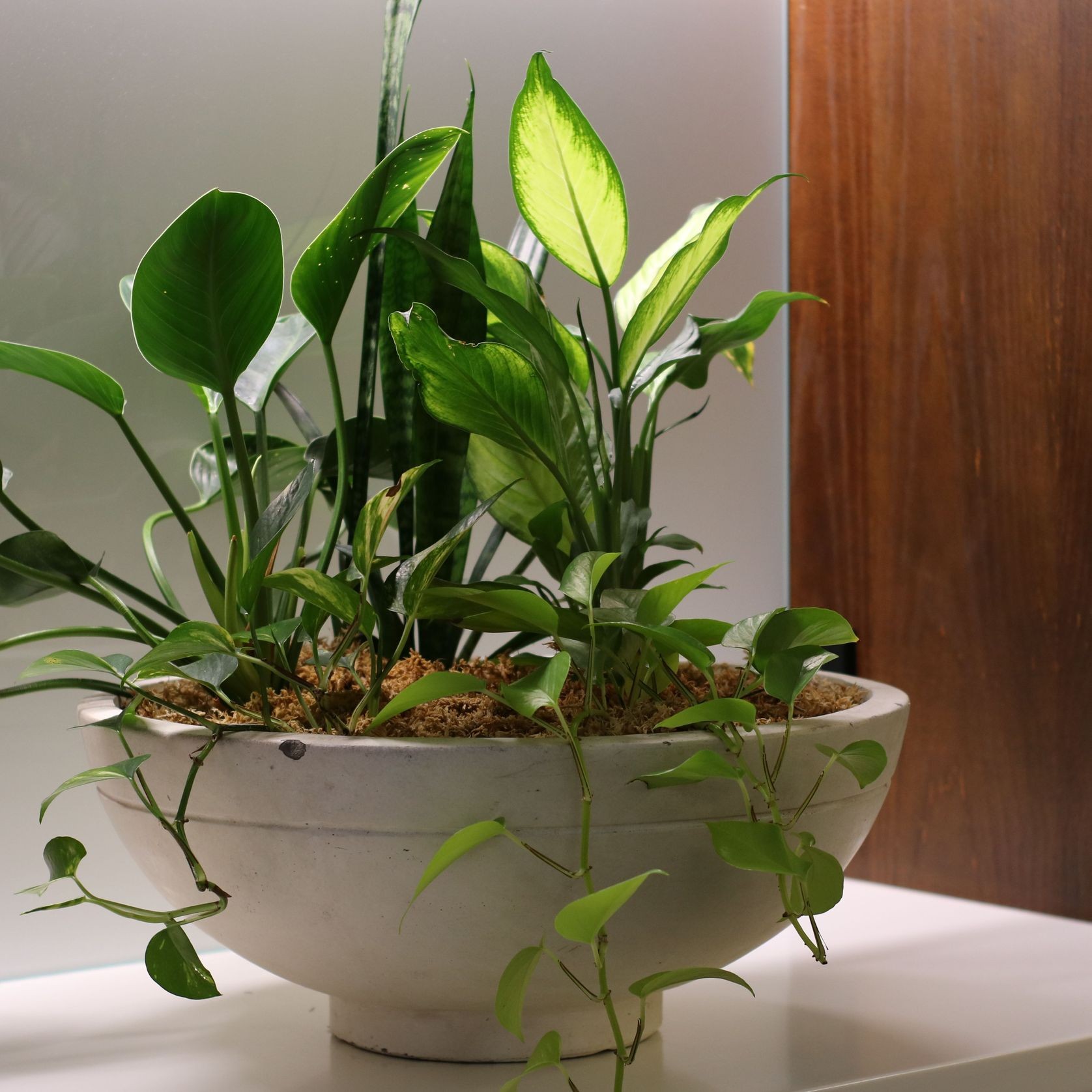Mixed Garden Bowls | Hire Plants gallery detail image