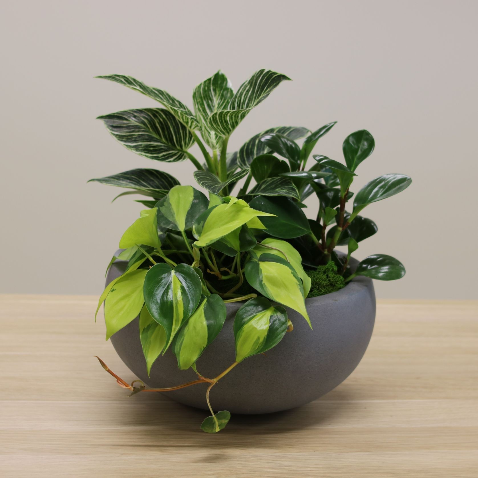 Mixed Garden Bowls | Hire Plants gallery detail image