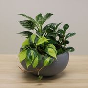 Mixed Garden Bowls | Hire Plants gallery detail image