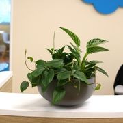 Mixed Garden Bowls | Hire Plants gallery detail image