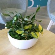 Mixed Garden Bowls | Hire Plants gallery detail image