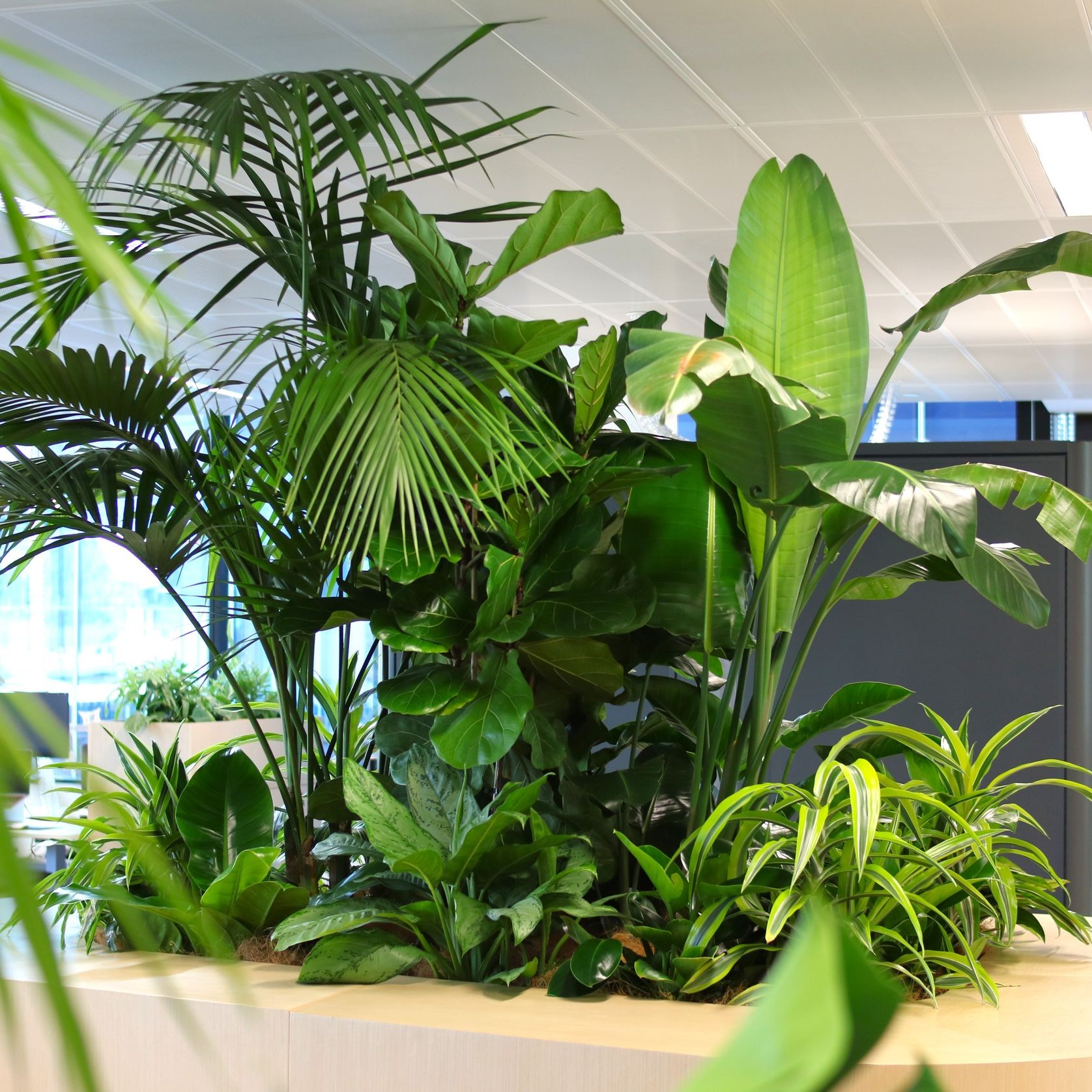 In-Built Gardens | Hire Plants gallery detail image