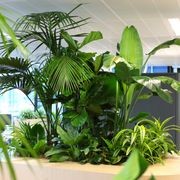 In-Built Gardens | Hire Plants gallery detail image