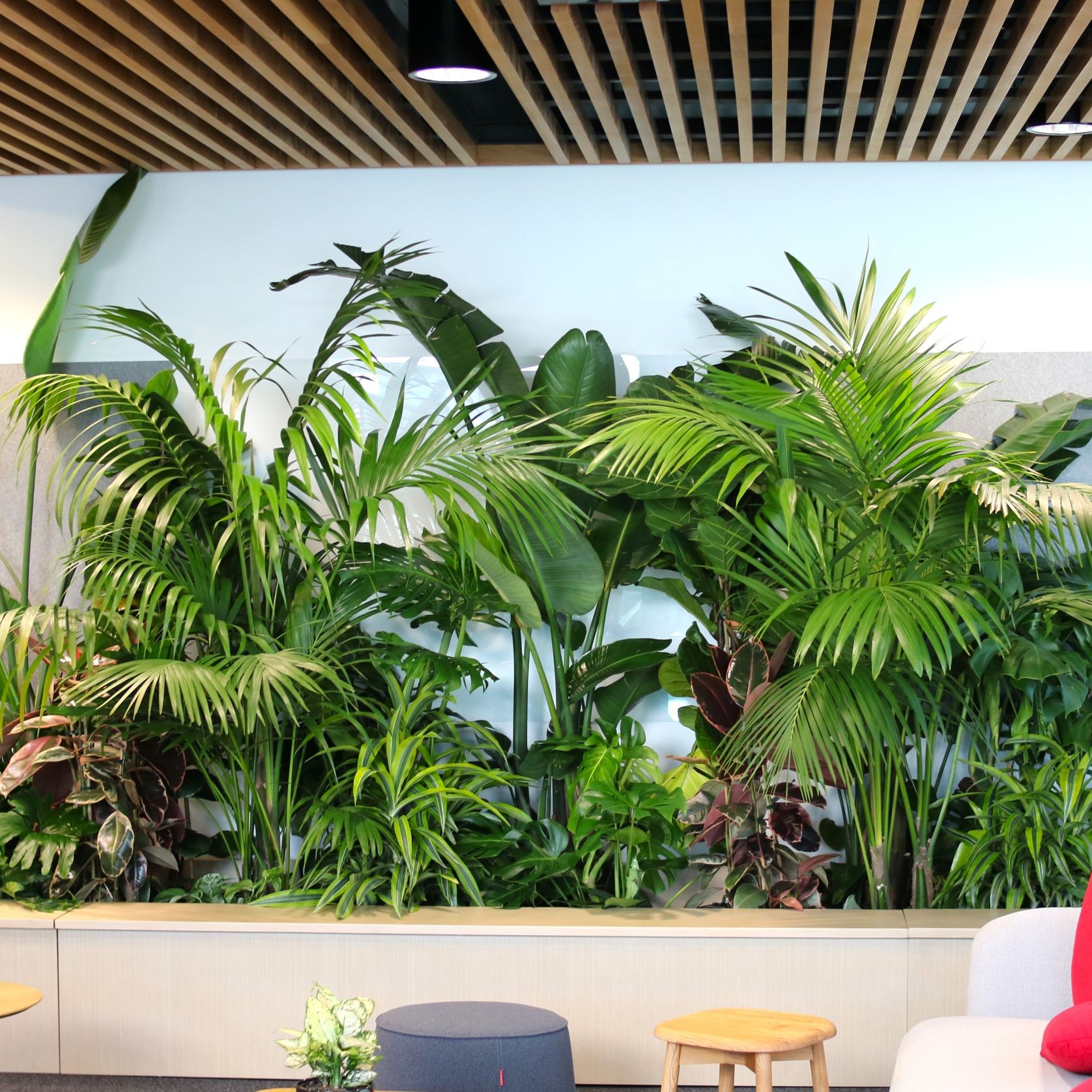 In-Built Gardens | Hire Plants gallery detail image