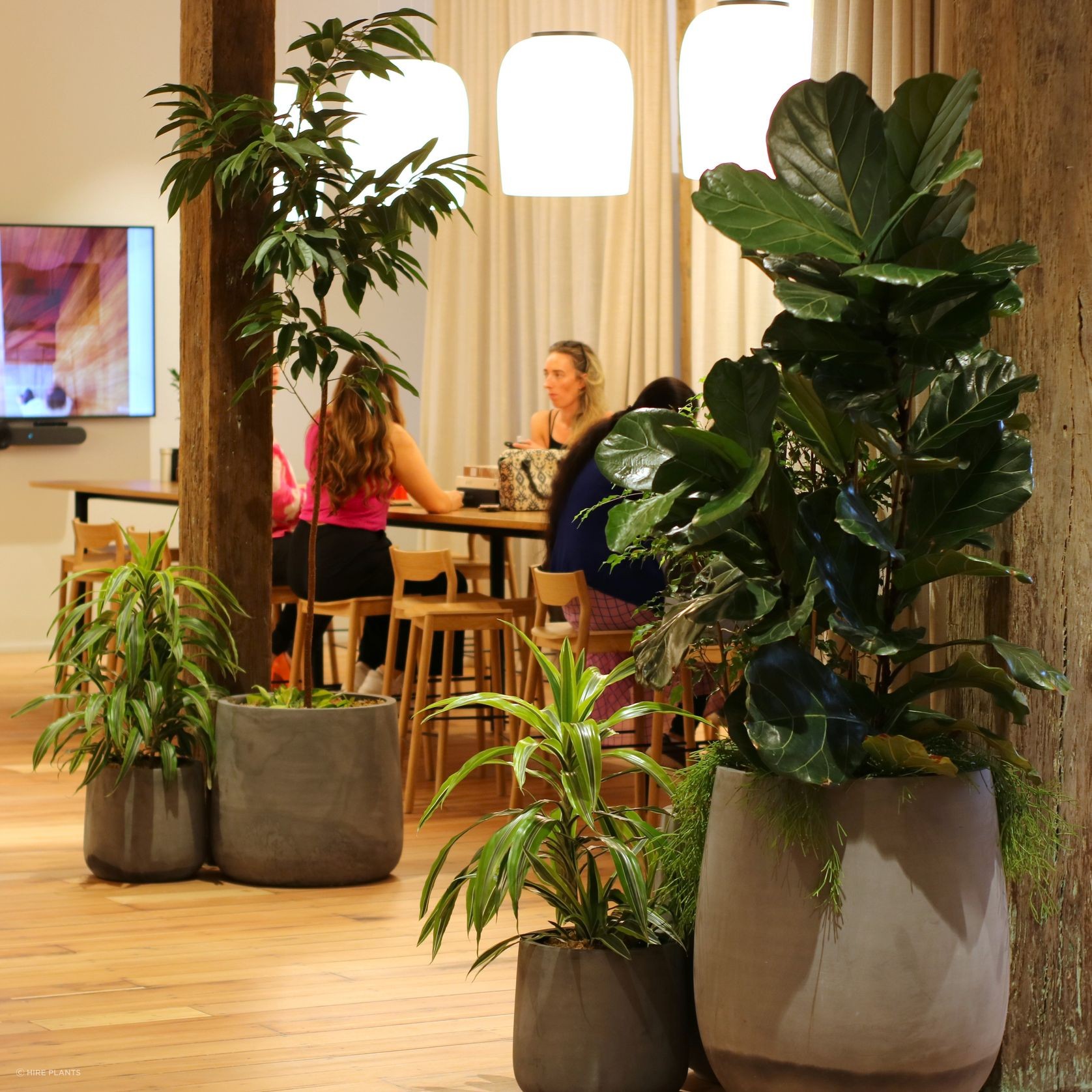 Indoor Plant Hire | Hire Plants gallery detail image