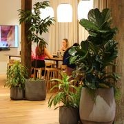 Indoor Plant Hire | Hire Plants gallery detail image