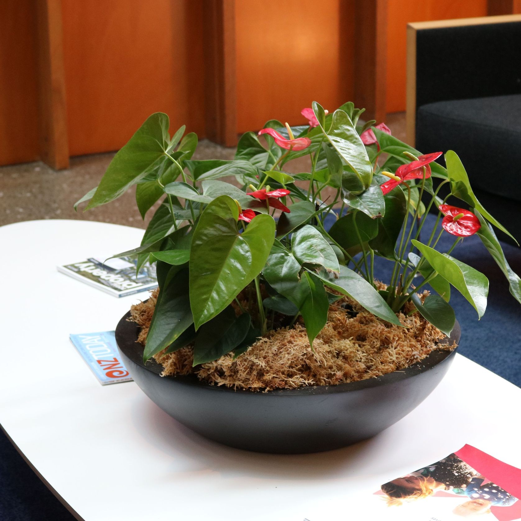 Mixed Garden Bowls | Hire Plants gallery detail image