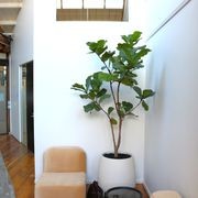 Indoor Plant Hire | Hire Plants gallery detail image
