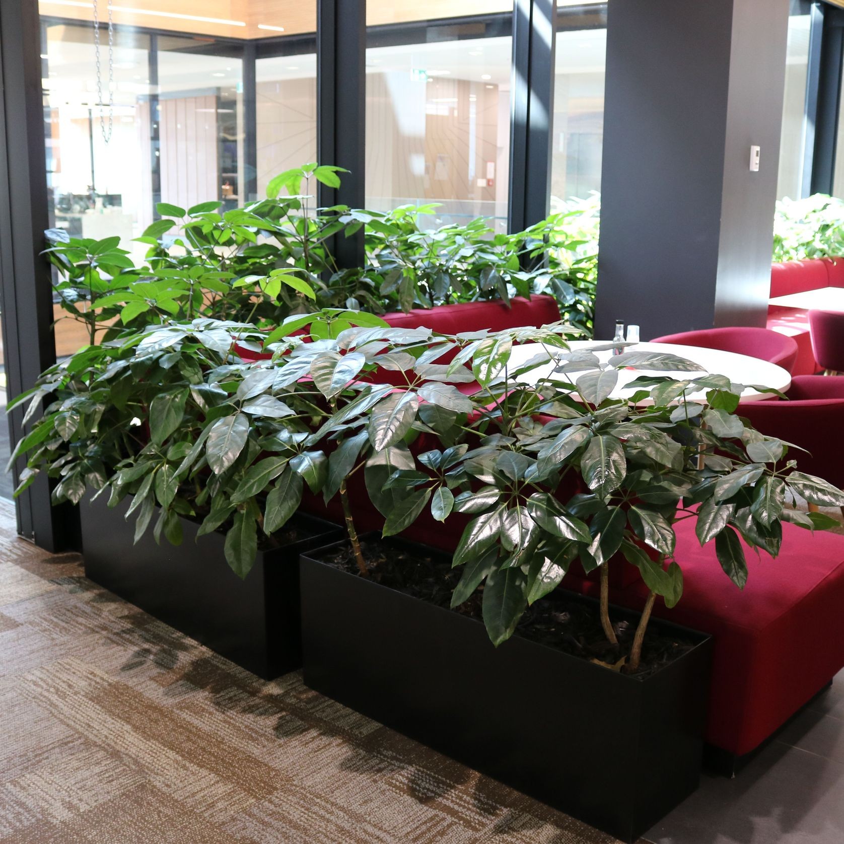 Screening Solutions | Hire Plants gallery detail image