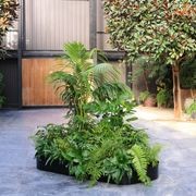 Garden Grove | Hire Plants gallery detail image