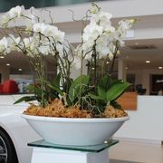 Mixed Garden Bowls | Hire Plants gallery detail image
