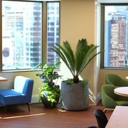 Indoor Plant Hire | Hire Plants gallery detail image