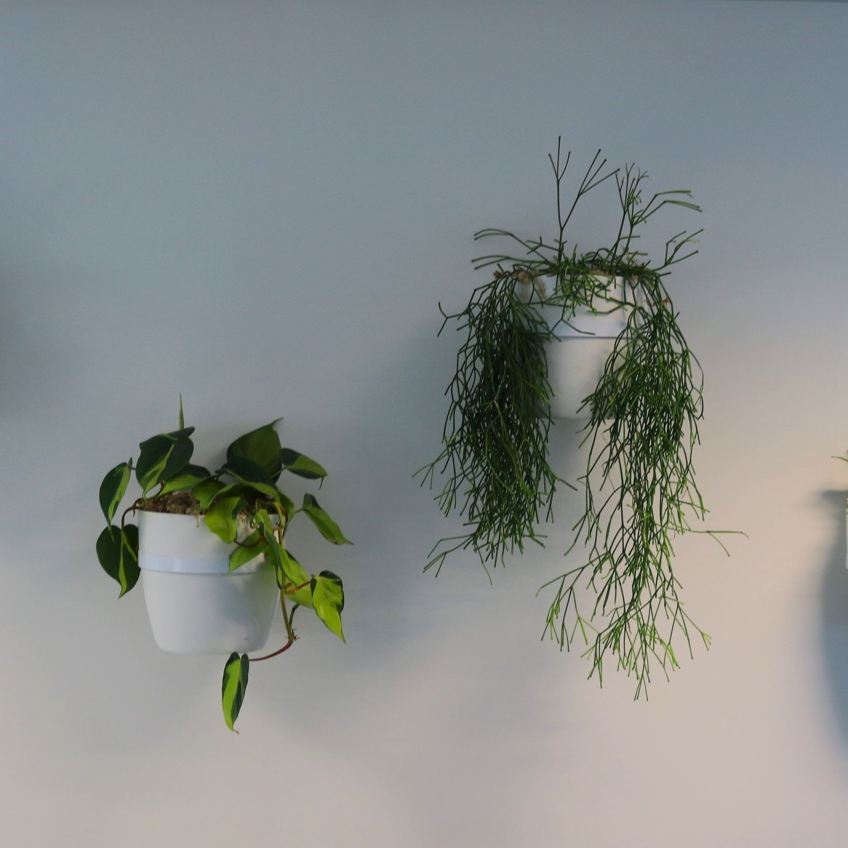 Plant Brackets | Hire Plants gallery detail image