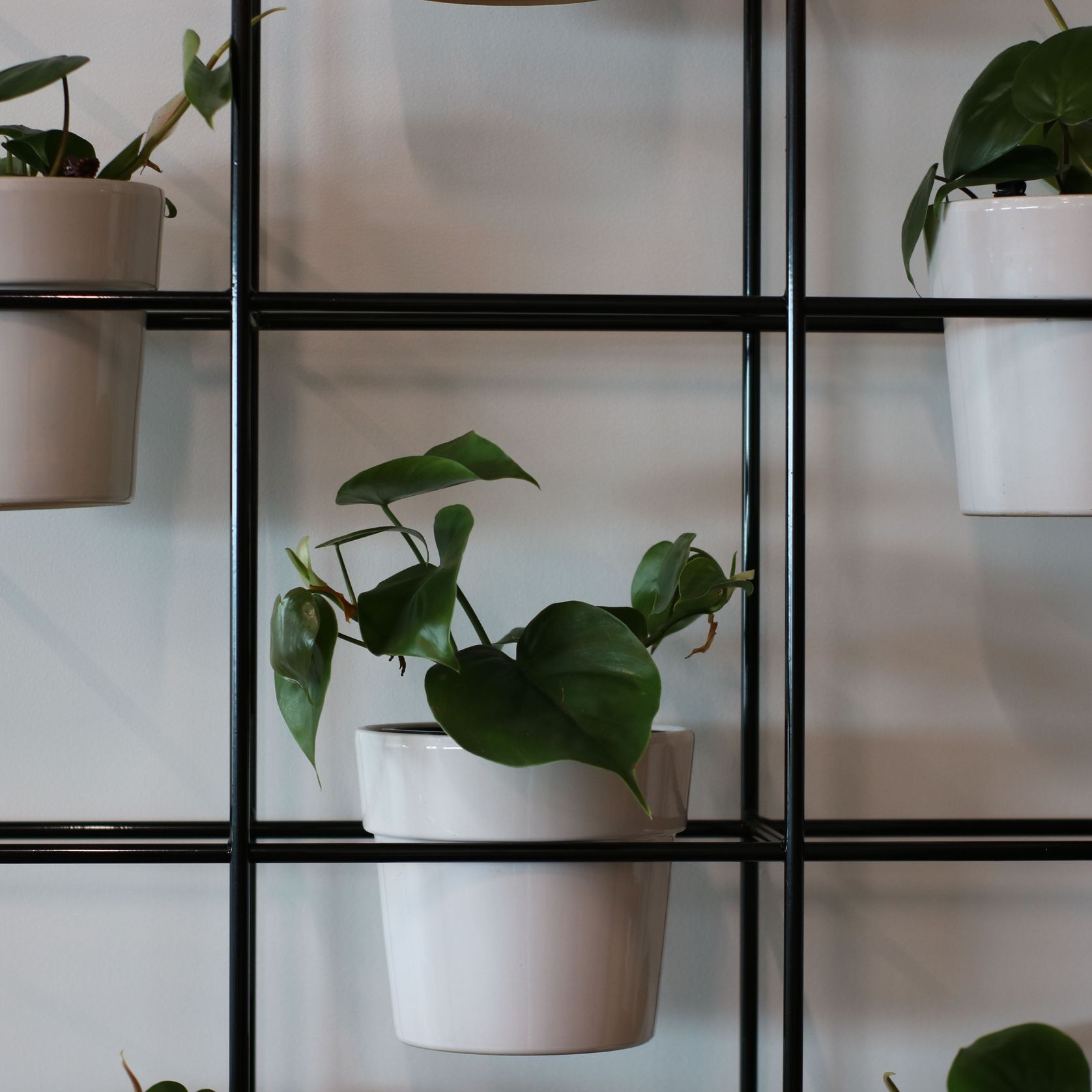 Plant Grid Frames | Hire Plants | ArchiPro NZ