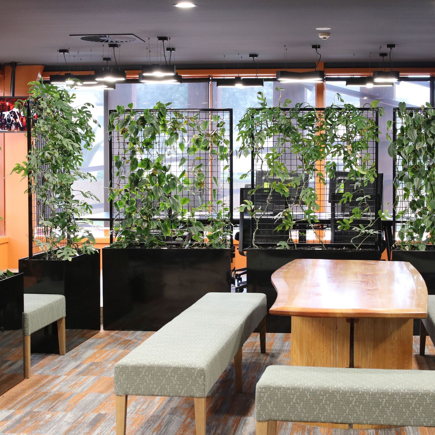 Screening Solutions | Hire Plants gallery detail image