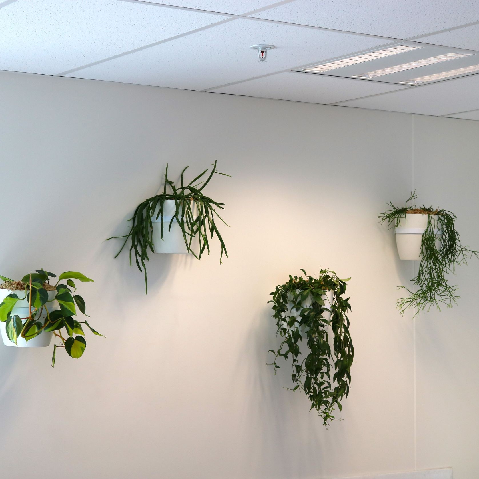 Plant Brackets | Hire Plants gallery detail image