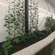 Plant Installations On Wires | Hire Plants gallery detail image