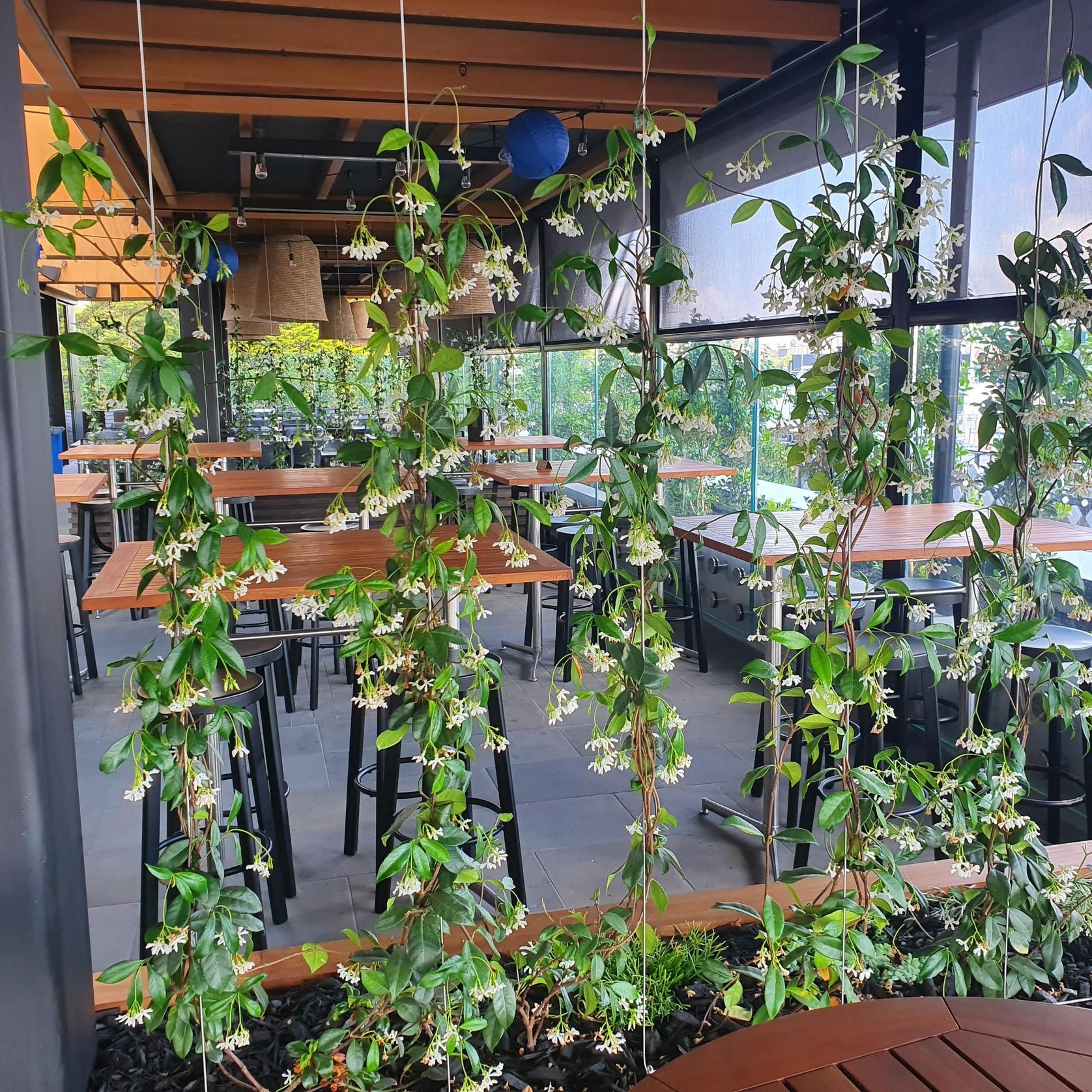 Plant Installations On Wires | Hire Plants gallery detail image