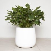 Planter Dolly gallery detail image