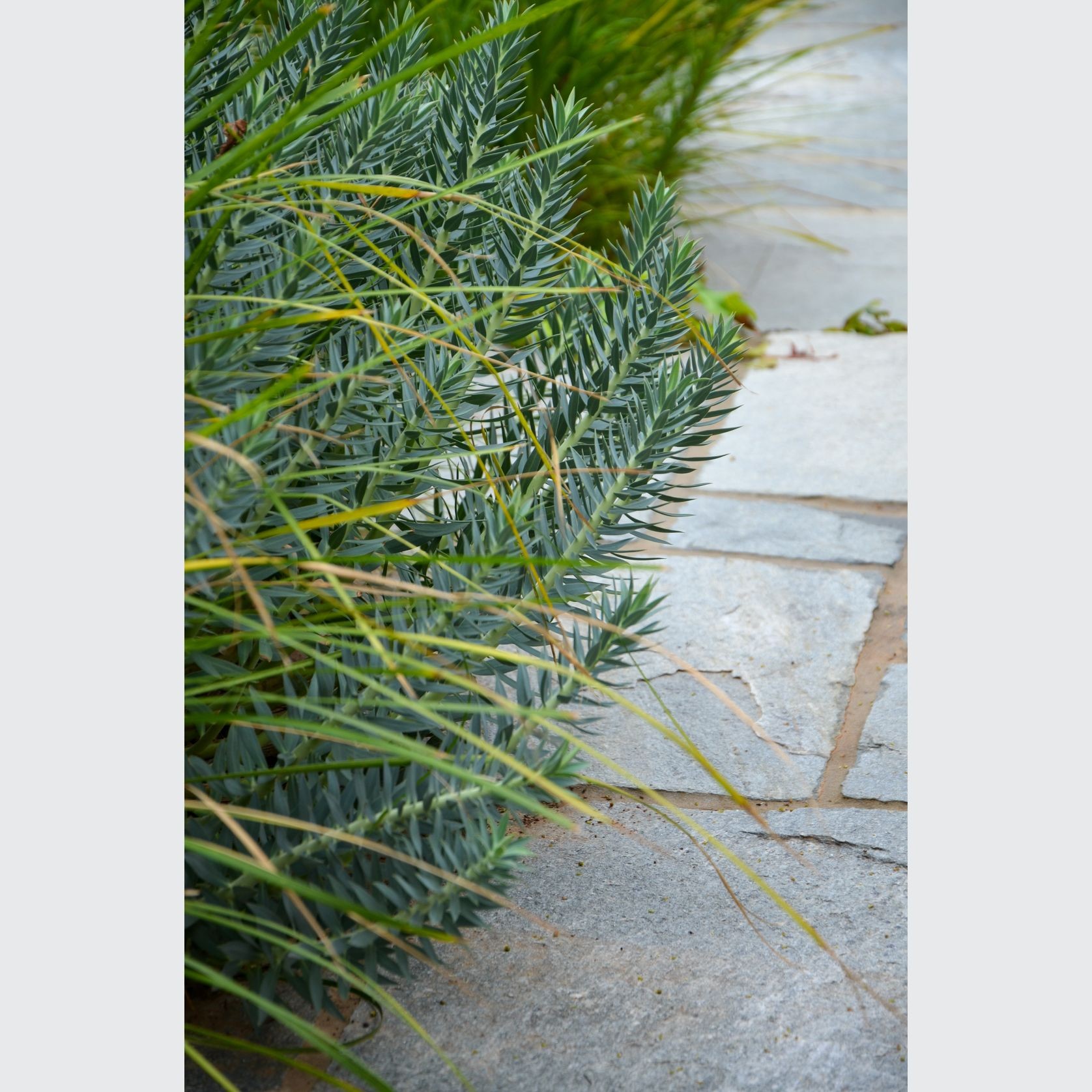 Eco Outdoor Split Stone Outdoor Pavers gallery detail image