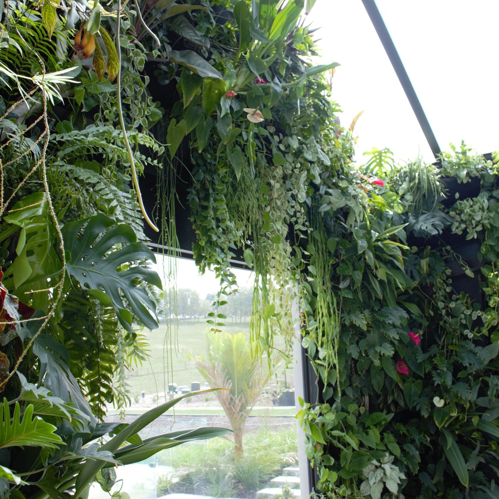 Vertical Green Walls | Hire Plants gallery detail image