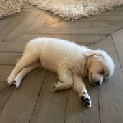 Old Oak Collection: Vintage Wooden Parquet Floors gallery detail image