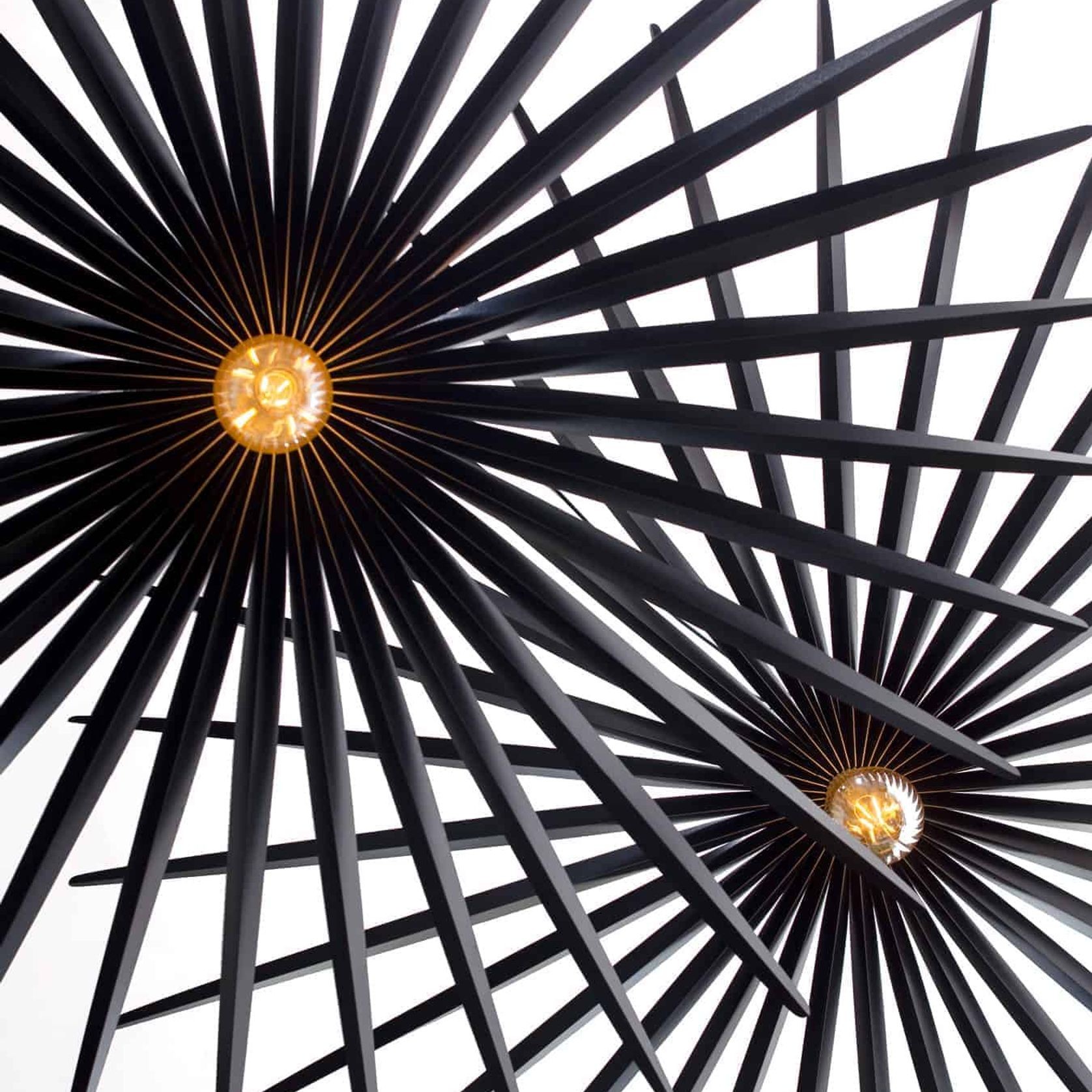 Filifera gallery detail image