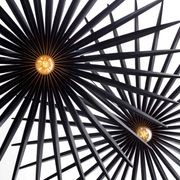Filifera gallery detail image