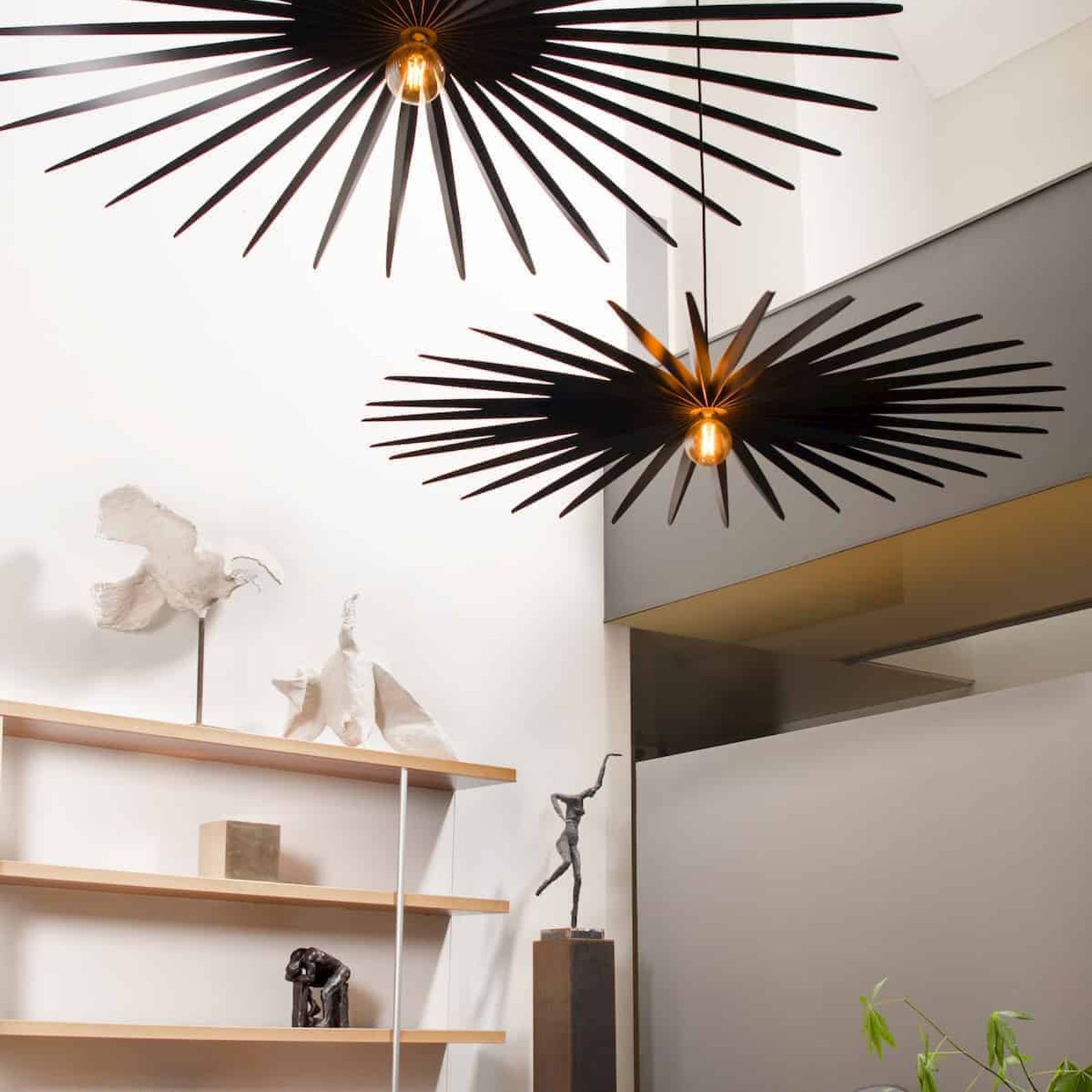 Filifera gallery detail image
