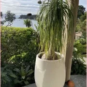 Bianca Palm Pot gallery detail image