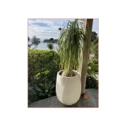 Bianca Palm Pot gallery detail image