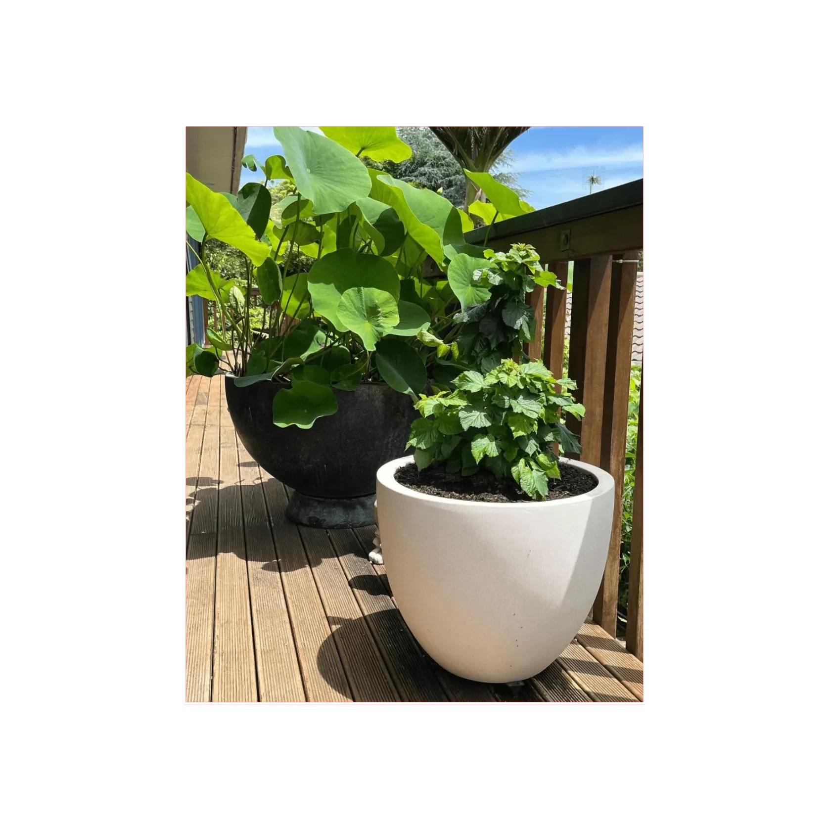 Bianca Egg Pot gallery detail image