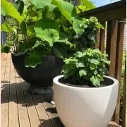 Bianca Egg Pot gallery detail image