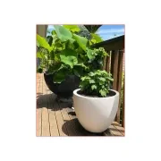 Bianca Egg Pot gallery detail image