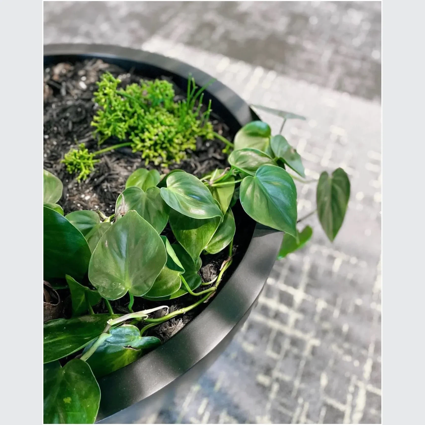 Bianca Egg Pot gallery detail image