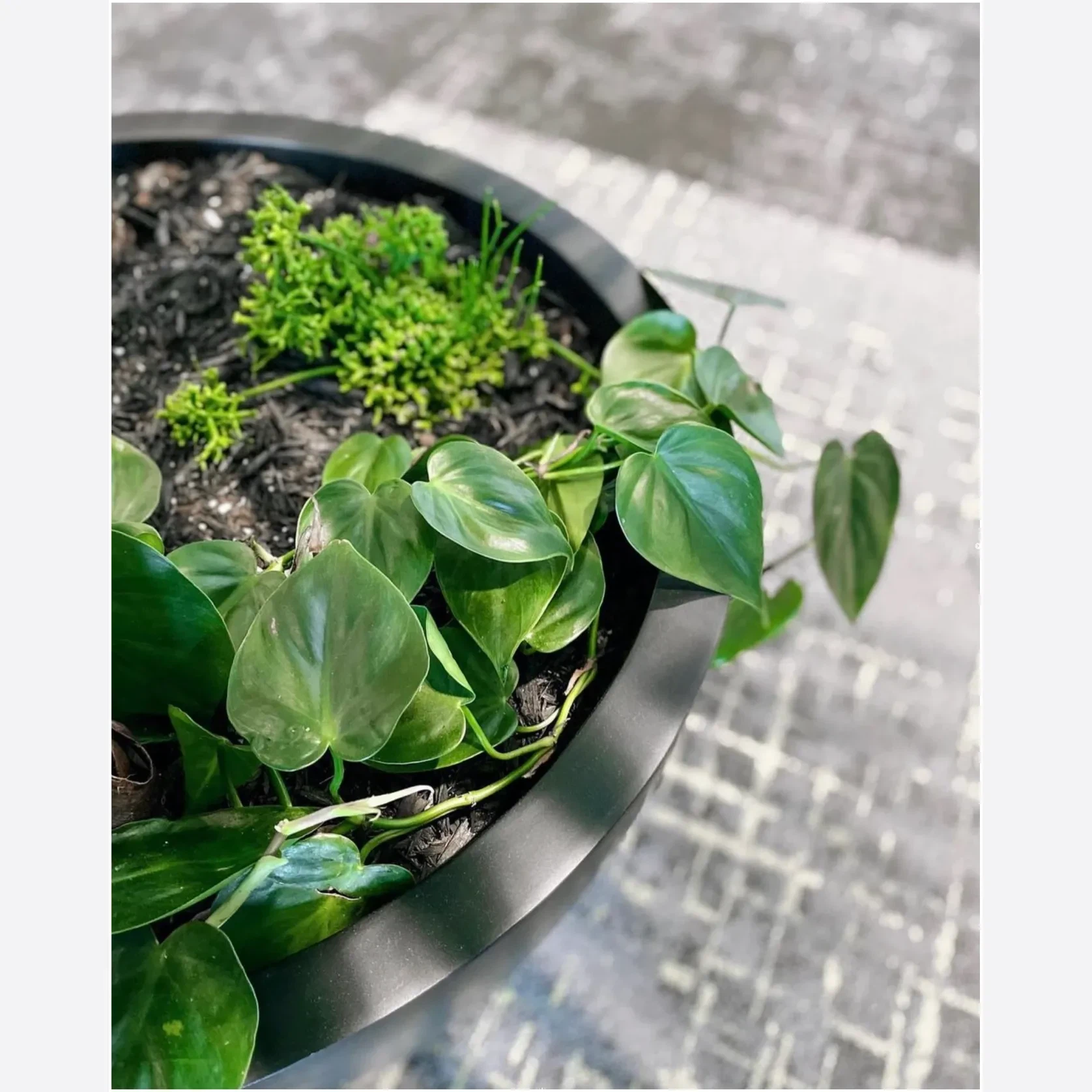 Bianca Egg Pot gallery detail image