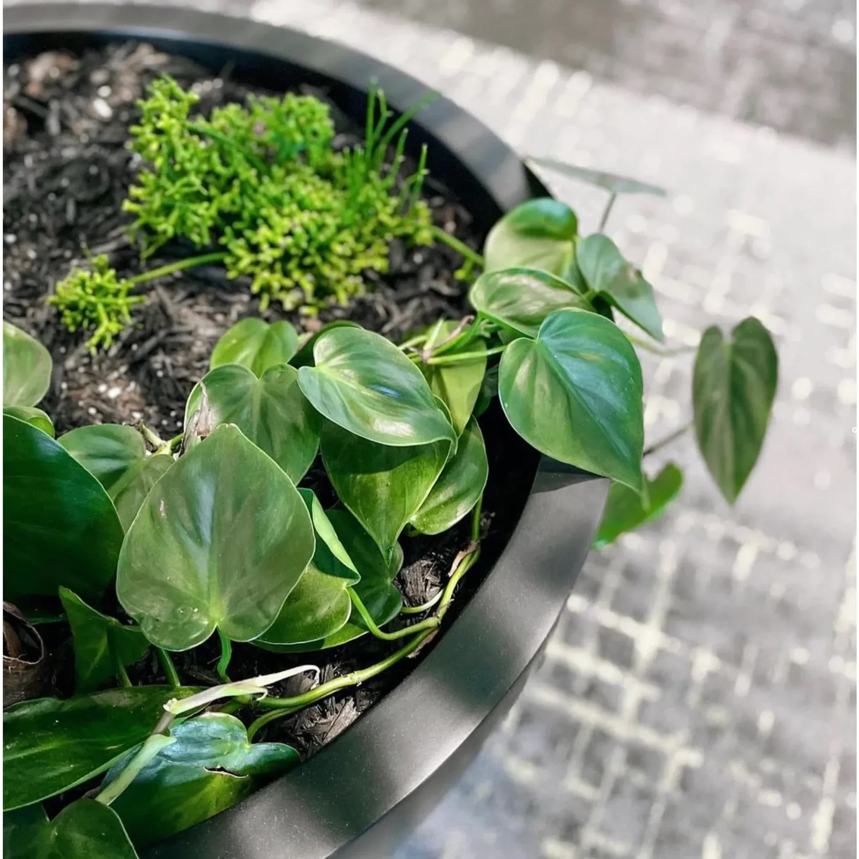 Bianca Egg Pot gallery detail image