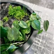 Bianca Egg Pot gallery detail image