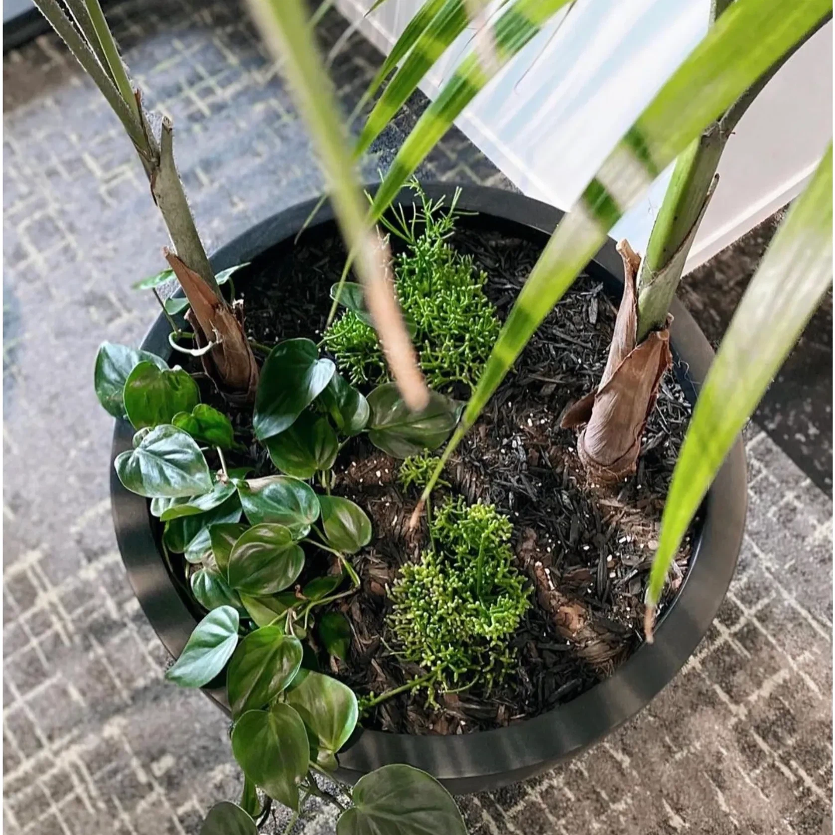 Bianca Egg Pot gallery detail image