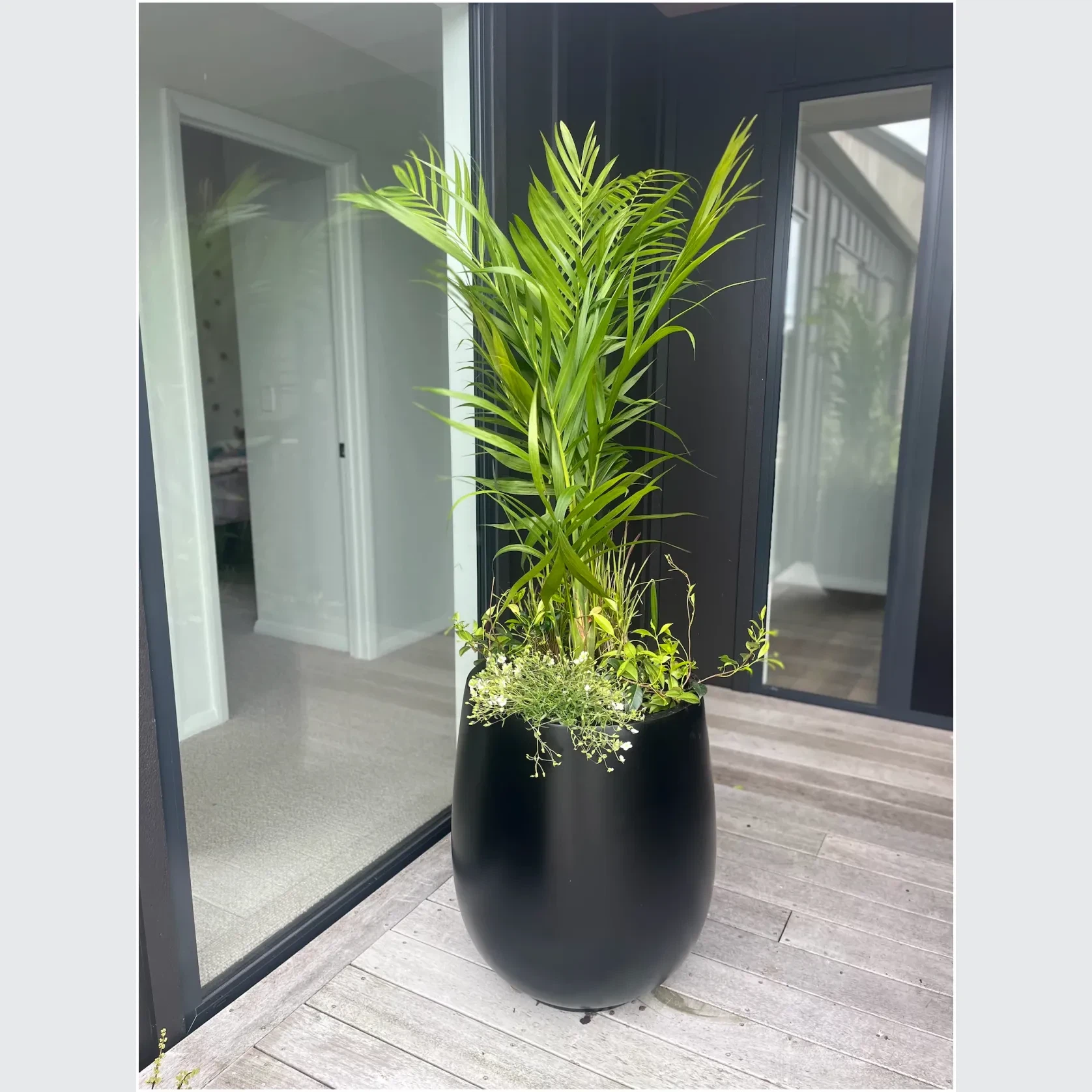 Bianca Palm Pot gallery detail image