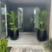 Bianca Palm Pot gallery detail image