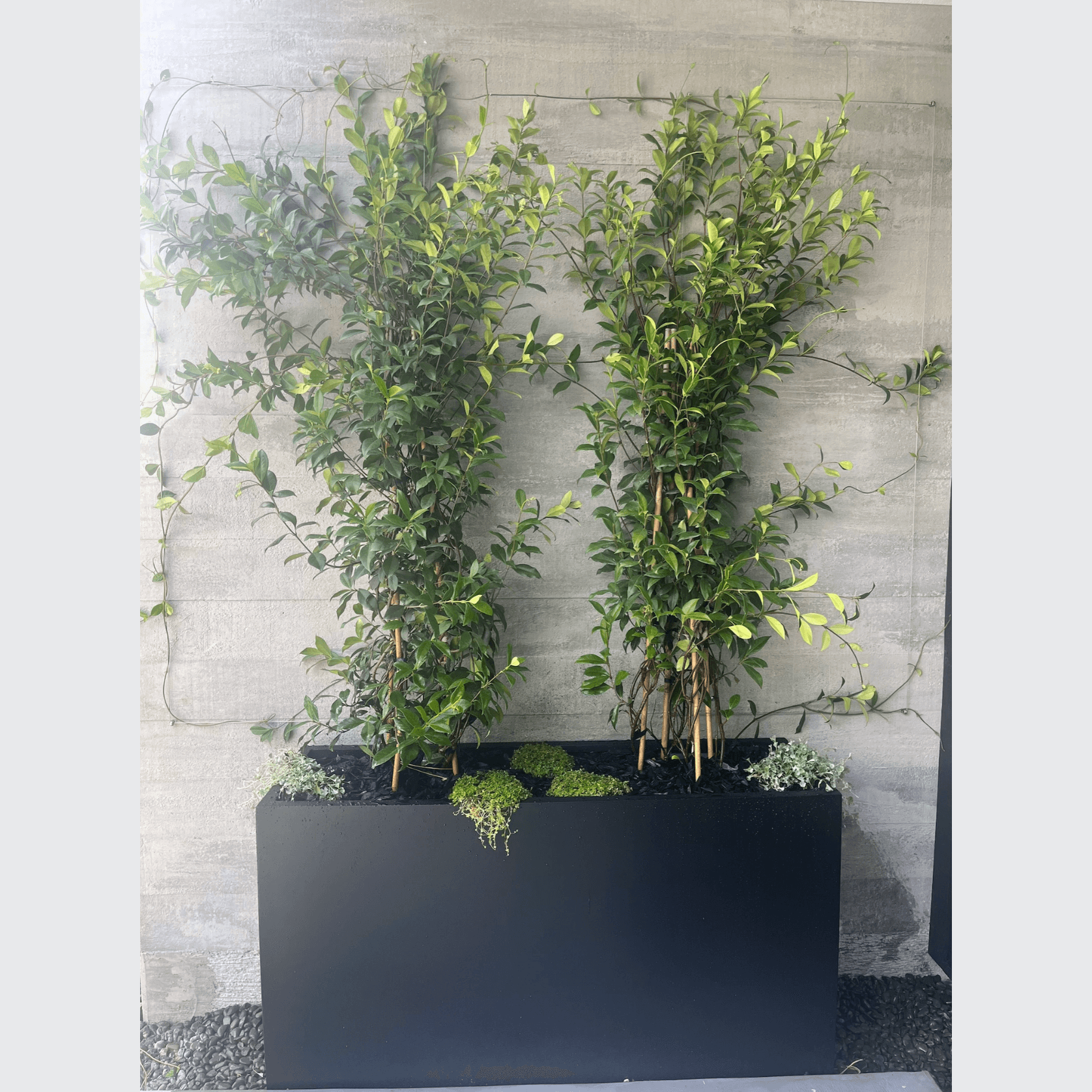 Bianca Tall Trough gallery detail image