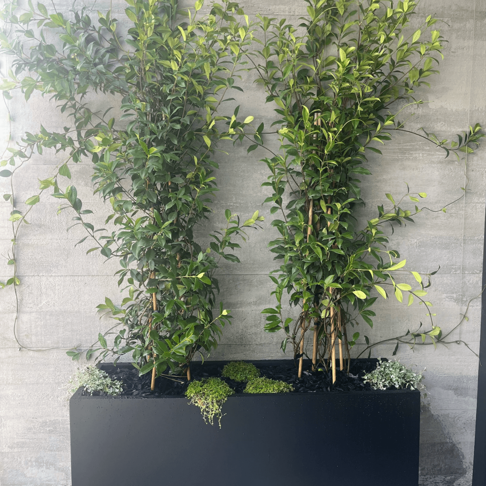 Bianca Tall Trough gallery detail image