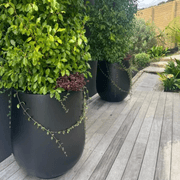 Bianca Palm Pot gallery detail image