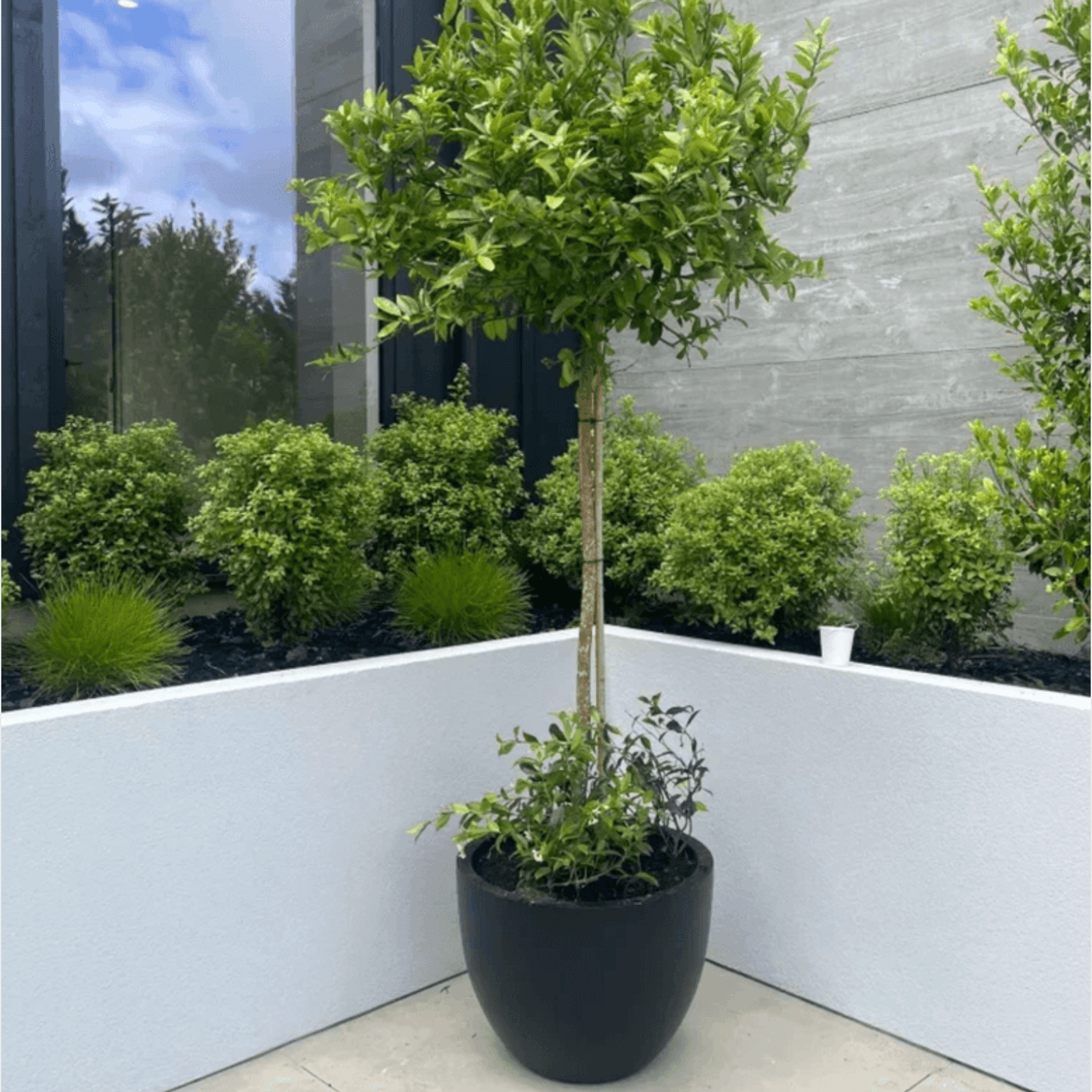 Bianca Egg Pot gallery detail image