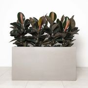 Auchenflower Trough gallery detail image