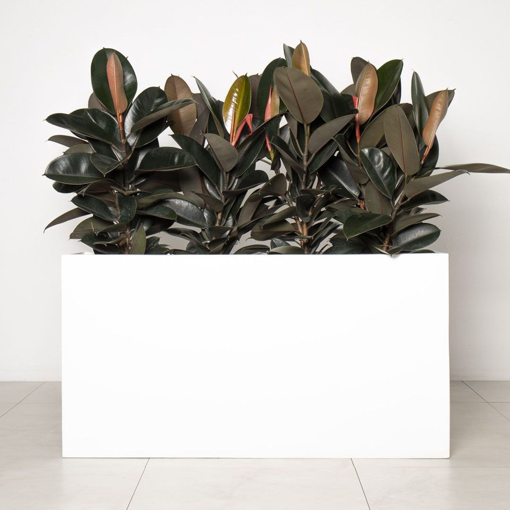 Auchenflower Trough gallery detail image