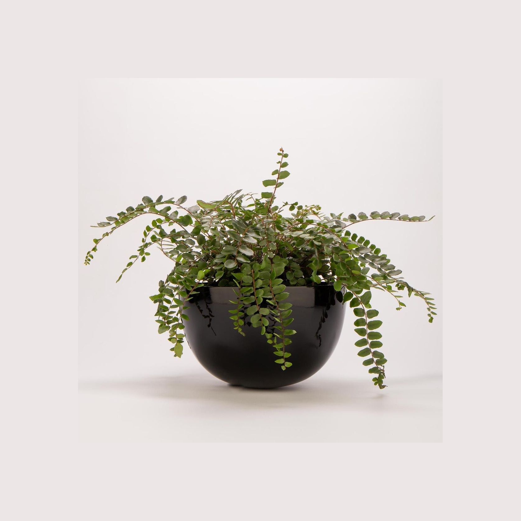 Chelmer Bowl gallery detail image