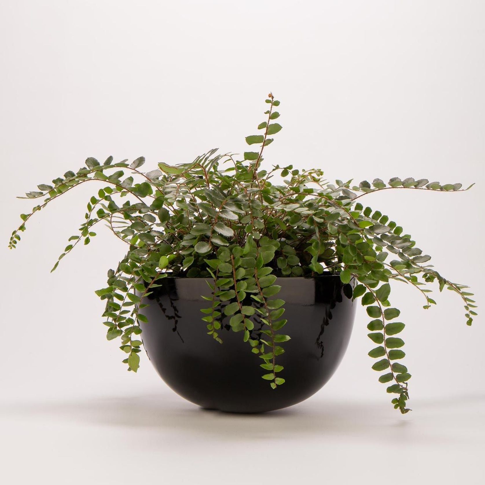 Chelmer Bowl gallery detail image