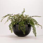 Chelmer Bowl gallery detail image